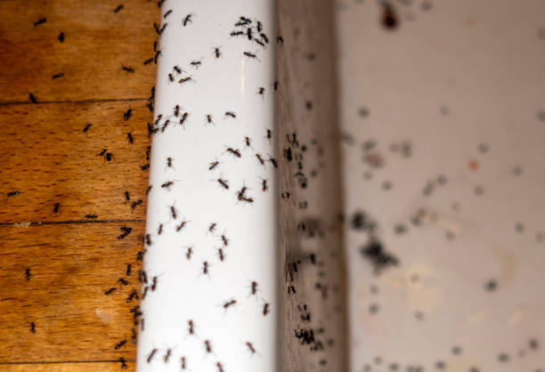 Best Wildlife Control Services  in Ladysmith, WI